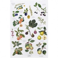 Handtuch Baumwolle Obst  48 x 70 cm 12 